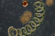 斑马鱼养殖新模式：菌藻虫鱼共生，效果令人惊叹！