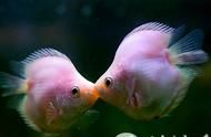 美好的亲吻鱼：美丽的外表下隐藏的真相