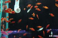 黑尾红月光：新手养殖的小型鱼指南