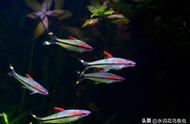 群游的小型灯科鱼：自然界中的微型生物奇观