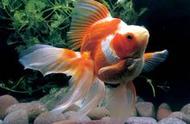 金鱼的分类和饲养繁殖方法