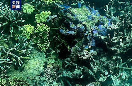 气候变化影响下，全球超过70%的珊瑚可能患病