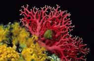 海柳是否属于珊瑚类？