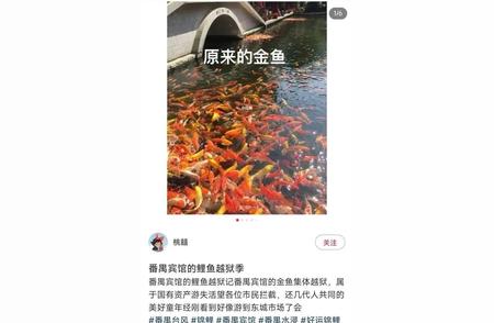 广州番禺宾馆2万元一条的锦鲤在暴雨中逃跑？最新动态