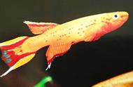 火焰鳉鱼：鱼缸中的炫彩之火