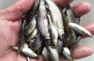 小型原生鱼：中大型观赏鱼幼鱼的最佳营养来源