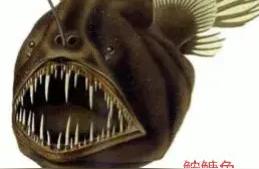 深海中的奇特生物：鮟鱇鱼，雌雄同体的魅力