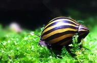 斑马螺：一种令人着迷的观赏螺