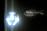 深海奇观：你见过会“吐火球”的鱼吗？