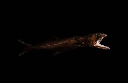 黑叉齿鱼：吞食力超群，能消化比自己重十倍的猎物