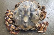 小倪的海洋寻宝：北方螃蟹种类大揭秘