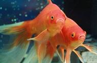 草金鱼：地球上最易养且颜值最高的观赏鱼