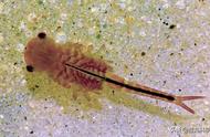 2亿年前神秘物种仙女虾现身我国沿海，网友：这很常见！