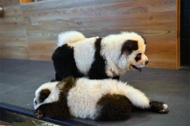 宠物店里竟有多只熊猫？细看才知是被染毛的松狮犬