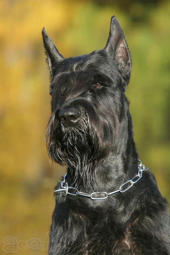老头狗雪纳瑞的放大版，然而这狗狗没胡子，全身黑色看起来超凶