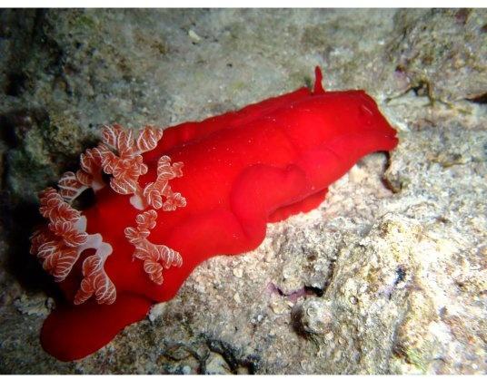 地球最美螃蟹，最资深吃货也下不了口，却有一个最邪恶的名字！