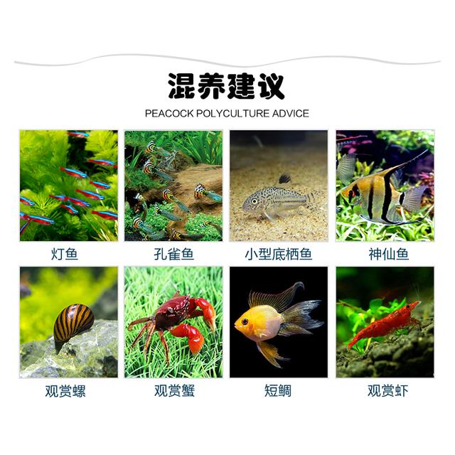 恋上灯鱼——红绿灯鱼如何饲养和环境处理！