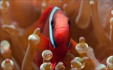 透红小丑鱼竟不是我们想象中的那样，有着另一些特别之处