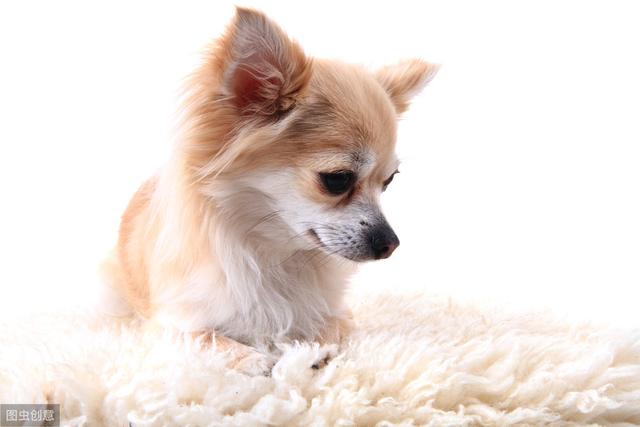 世界最小品种狗，吉娃娃超合适上班族，但粘人而且占有欲强