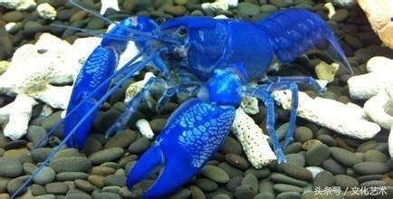 蓝魔虾是一种变异的虾，通体蓝色