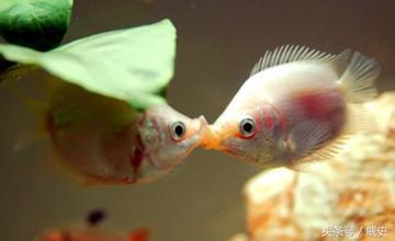 因两条鱼互相接吻而得名的“接吻鱼”