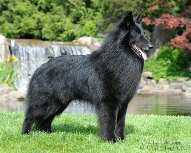 气质文雅高贵的世界名犬—比利时坦比连犬！