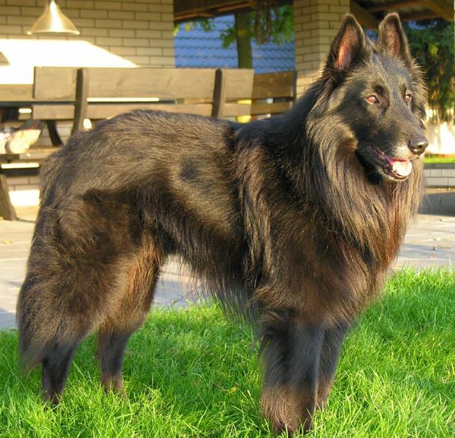 气质文雅高贵的世界名犬—比利时坦比连犬！