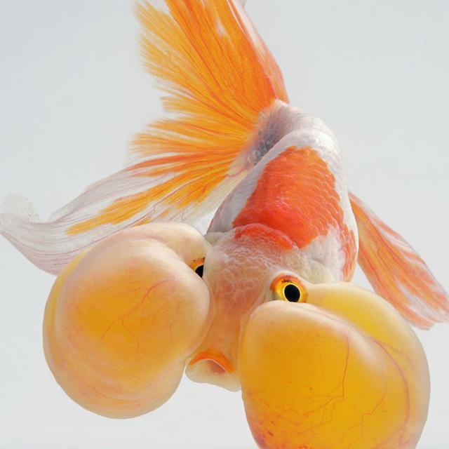 水中仙子——泰国暹罗斗鱼