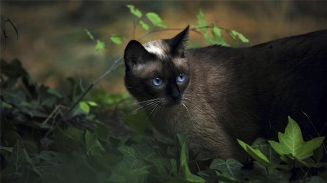 贵气孤傲的纯种暹罗猫高清图片