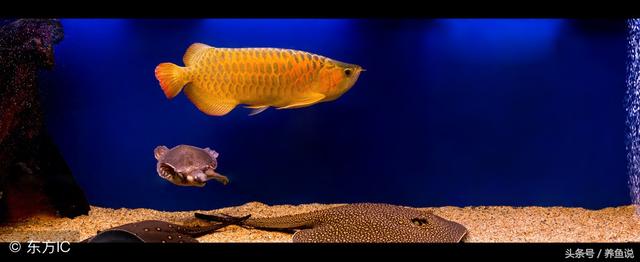 怎么区分银龙鱼，金龙鱼和红龙鱼？简单三幅图，一看便知