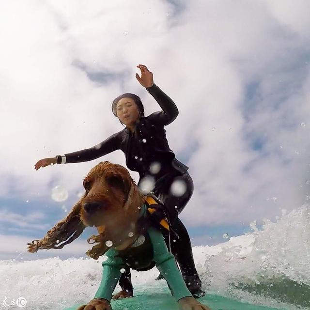 会冲浪的英国可卡犬在日本海浪引起围观