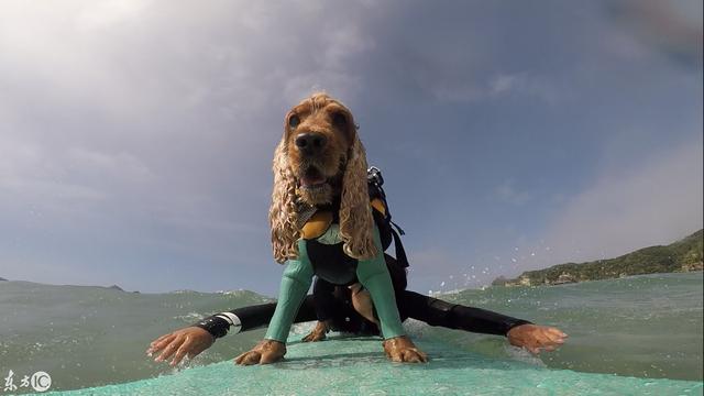 会冲浪的英国可卡犬在日本海浪引起围观