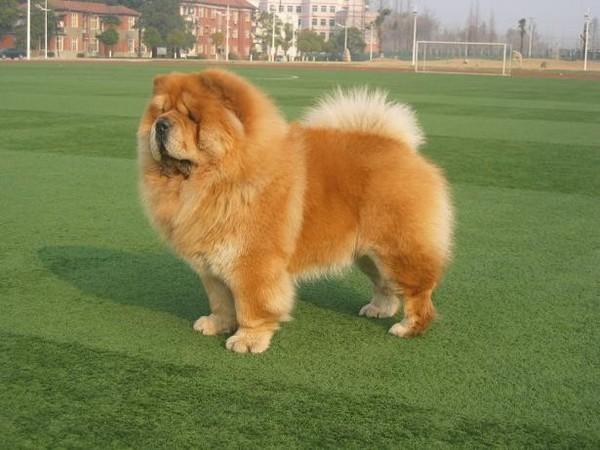 地球上10大笨狗，西施犬与北京犬均上榜，你养了吗？