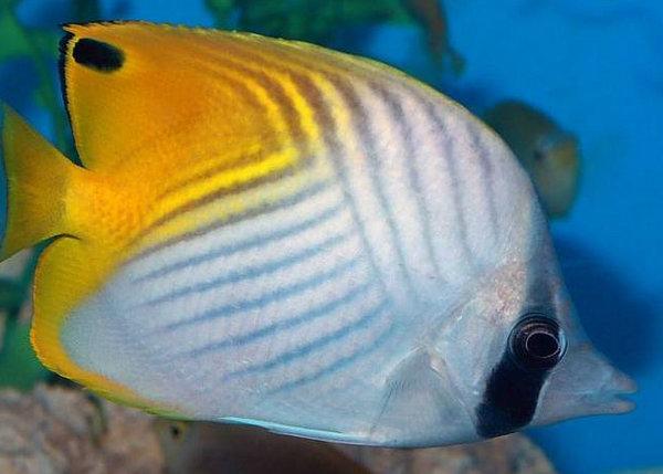 地球上10大最漂亮的热带鱼，小丑鱼和神仙鱼上榜，你最喜欢哪种？