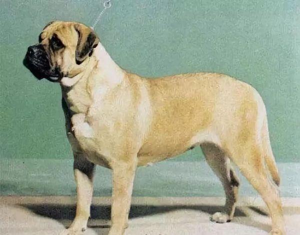 地球上10大笨狗，西施犬与北京犬均上榜，你养了吗？