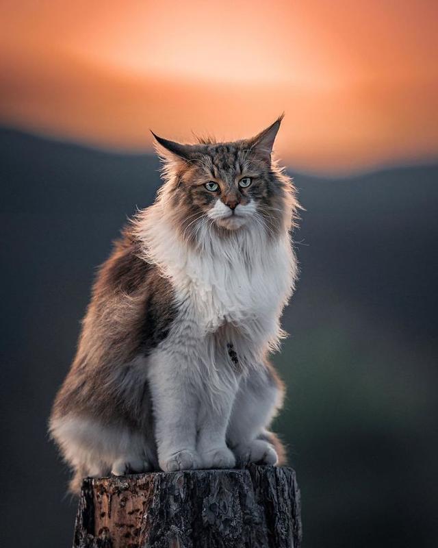 威武的王者—挪威森林猫