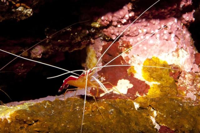 草缸养鱼虾：养水晶虾拿樱花虾来练手？樱花虾怎么养你知道吗？