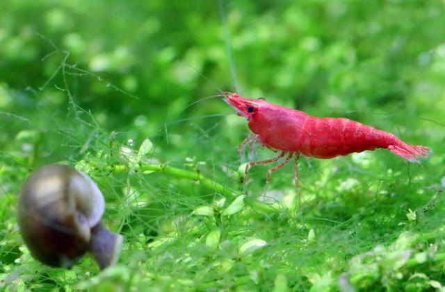 草缸养鱼虾：养水晶虾拿樱花虾来练手？樱花虾怎么养你知道吗？