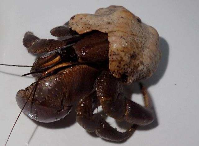 菲律宾游散记（57）：薄荷（9）-奇怪的陆寄居蟹