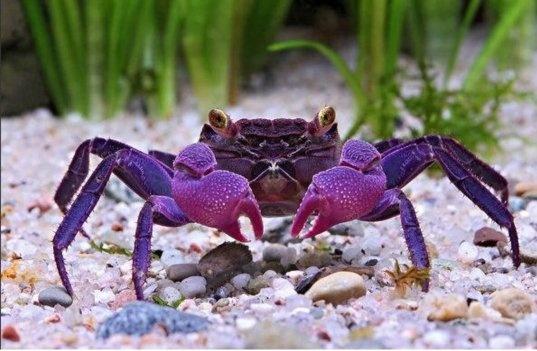 地球最美螃蟹，最资深吃货也下不了口，却有一个最邪恶的名字！