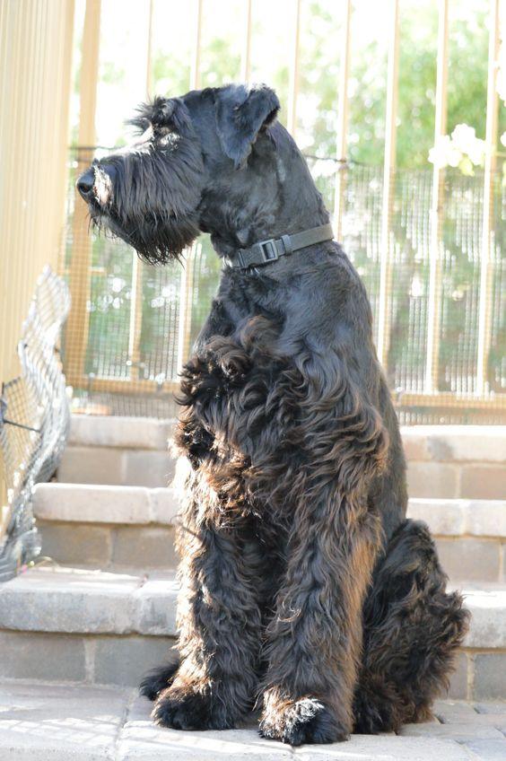 老头狗雪纳瑞的放大版，然而这狗狗没胡子，全身黑色看起来超凶