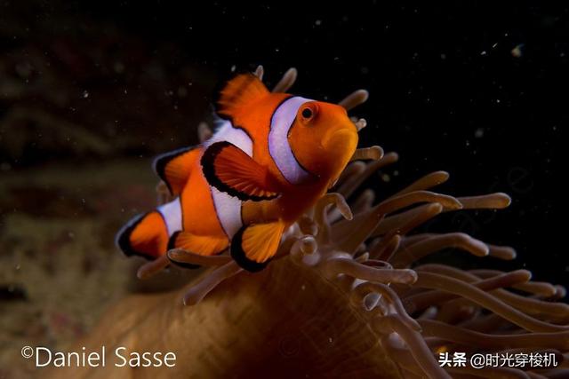 海底总动员的主角 真实世界里的小丑鱼