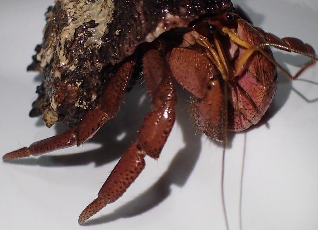 菲律宾游散记（57）：薄荷（9）-奇怪的陆寄居蟹