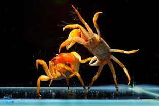 红螯相手蟹