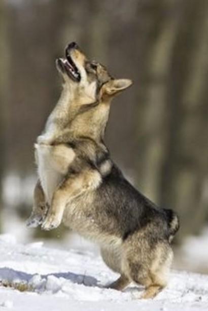 瑞典牧羊犬：狼犬和柯基犬的私生子，十足的男神风范
