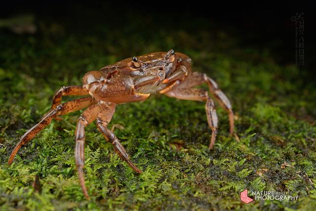 图虫生态摄影：溪蟹