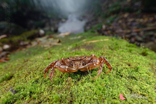 图虫生态摄影：溪蟹