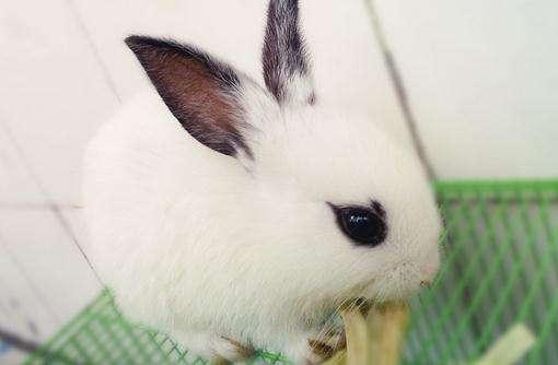 宠物图集：海棠兔