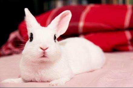宠物图集：海棠兔