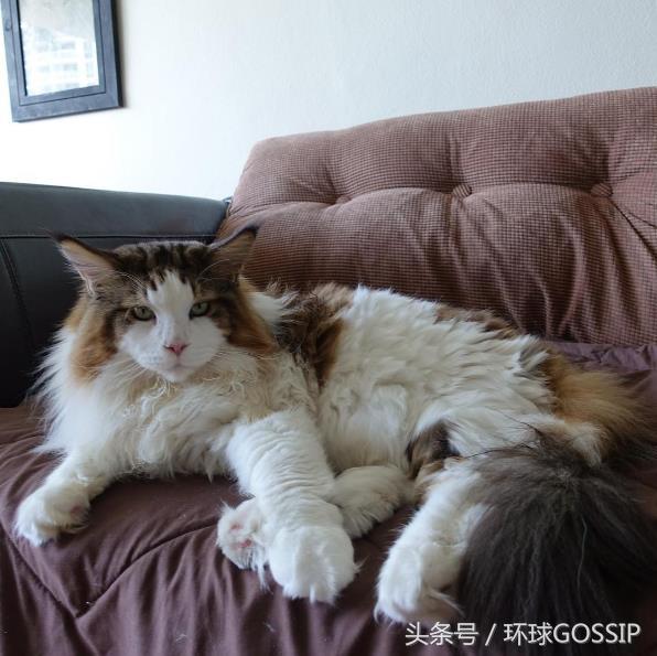 身长1.2米，体重25斤的缅因猫，体型比美洲山猫都大，喜欢趴老爸肚子上卖萌